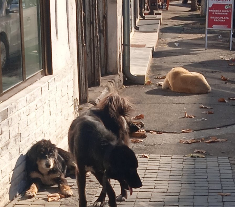 Napušteni psi na ulicama Bujanovca