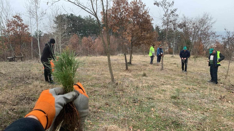 JP Komunalac pošumljava