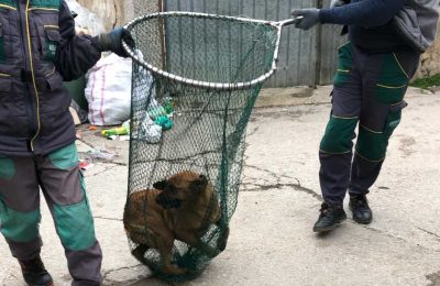 Kontroverzna Avenija uklanja pse