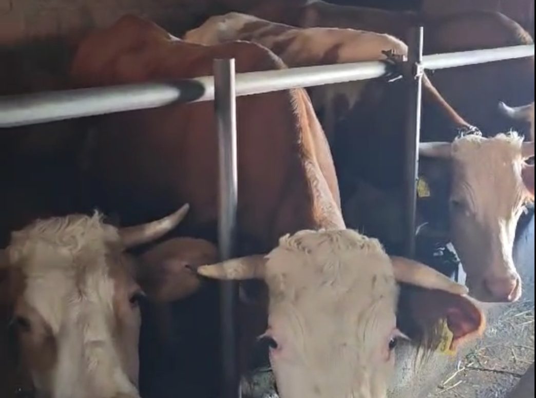 Farma Džate Malićija