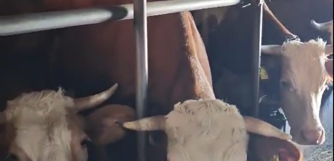 Farma Džate Malićija