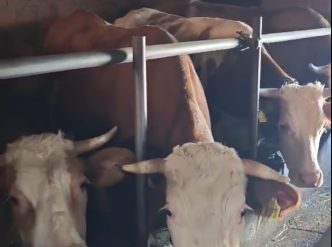 Farma Džate Malićija