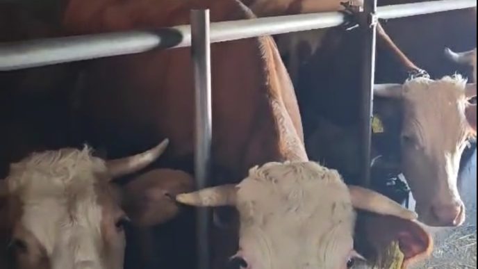 Farma Džate Malićija