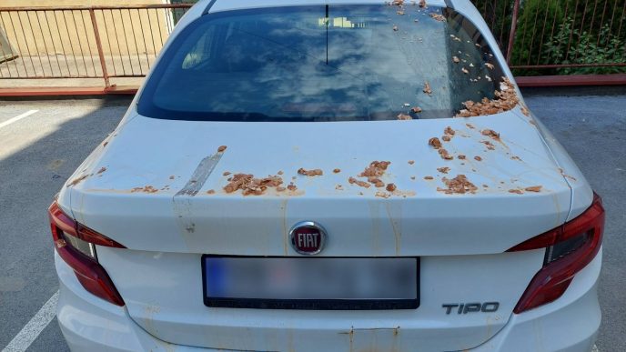 službena vozila jaja