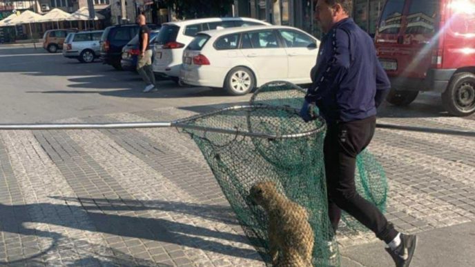 Akcija hvatanja pasa lutalica