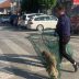 Akcija hvatanja pasa lutalica