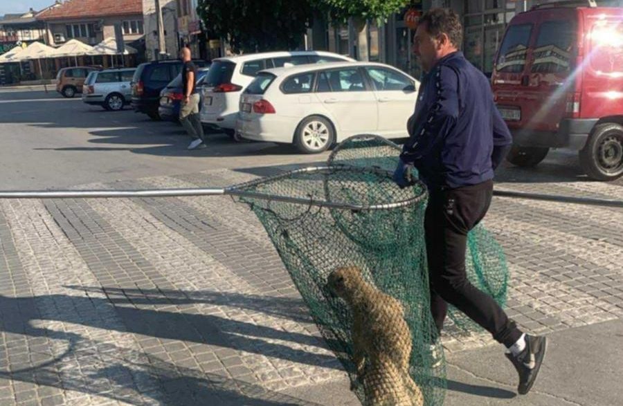 Akcija hvatanja pasa lutalica