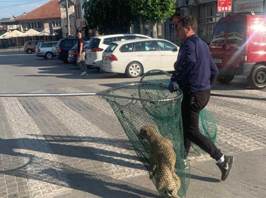 Akcija hvatanja pasa lutalica